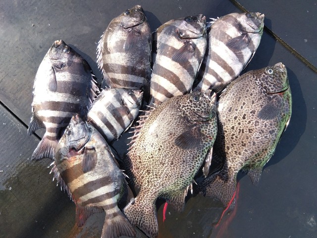 イシダイ・イシガキダイ