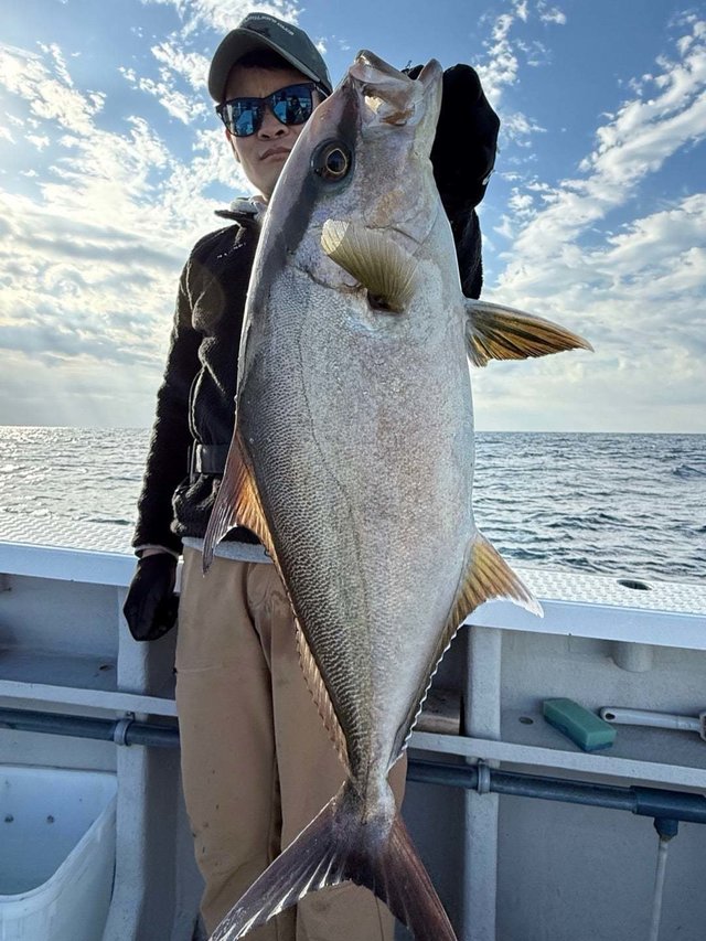 ヒレナガカンパチ