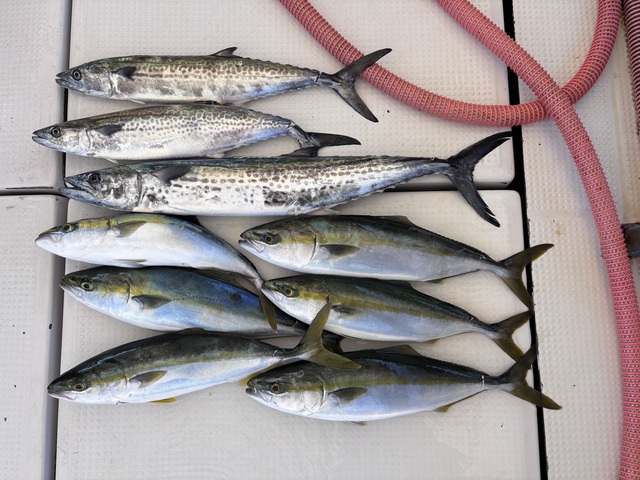 ハマチ(ブリ)・サワラ・サゴシ(サワラ)