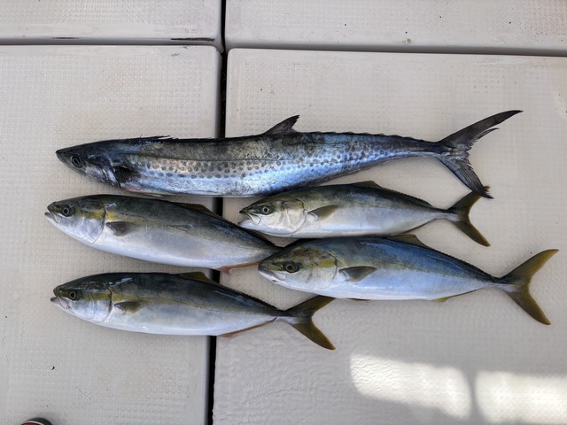 ハマチ(ブリ)・サワラ