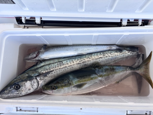 ハマチ(ブリ)・サワラ