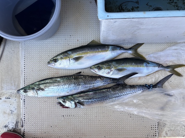 ハマチ(ブリ)・サワラ・サゴシ(サワラ)