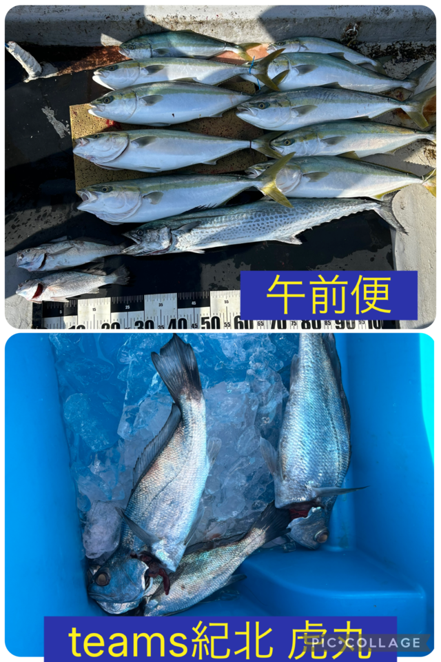 ハマチ(ブリ)・メジロ(ブリ)・サワラ・クログチ