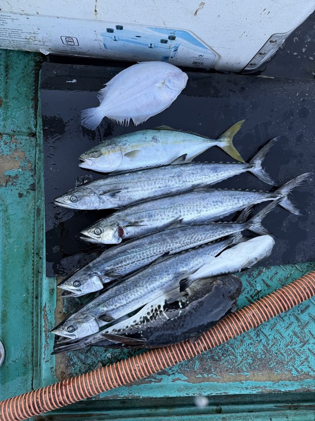 サゴシ(サワラ)・トラフグ