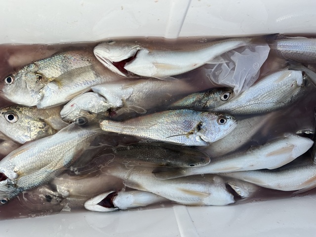 イシモチ(シログチ)