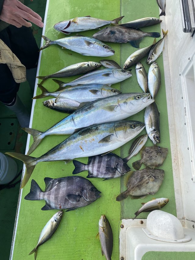 イシダイ・アジ(マアジ)・イナダ(ブリ)・ワラサ(ブリ)・イサキ・カワハギ