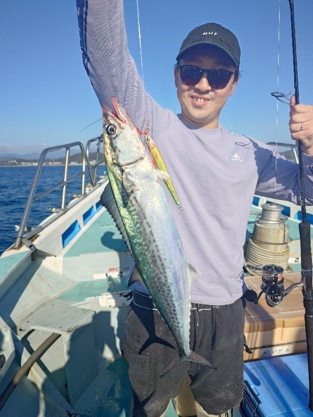 サゴシ(サワラ)