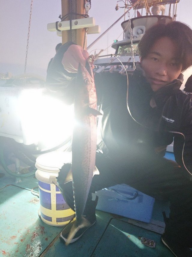 サゴシ(サワラ)