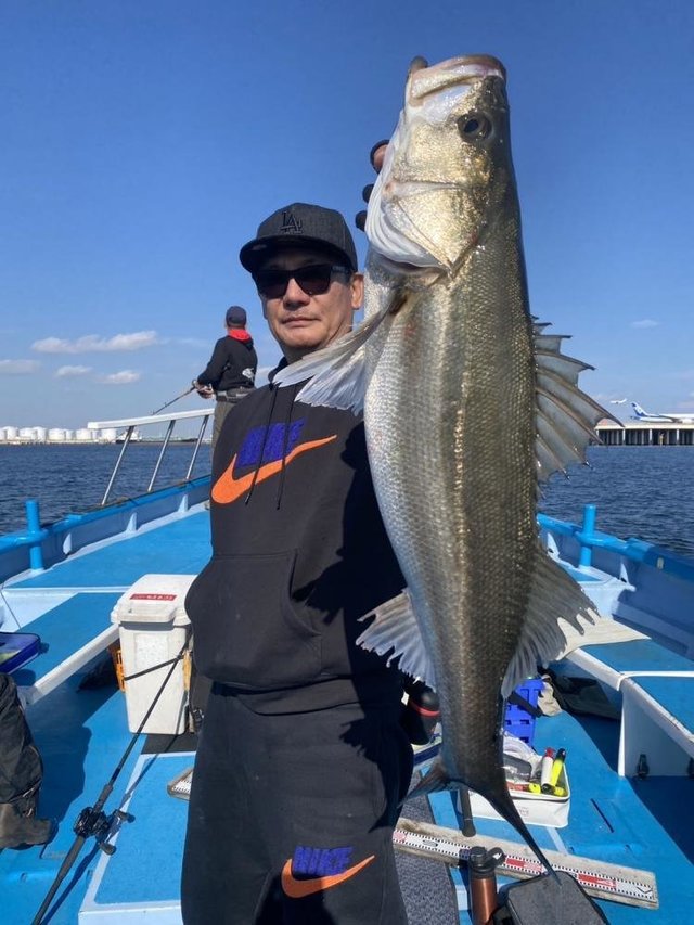 シーバス(スズキ)