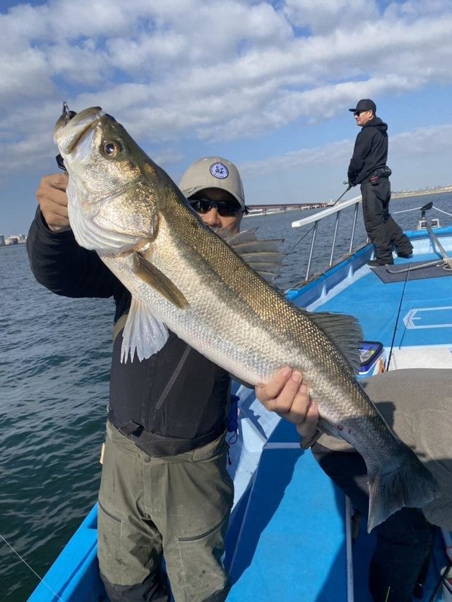 シーバス(スズキ)