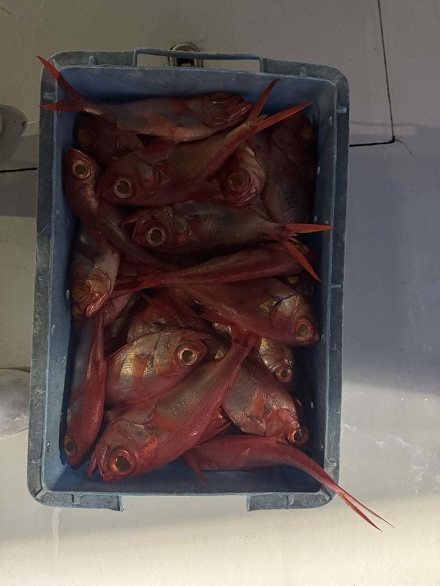 キンメ(キンメダイ)