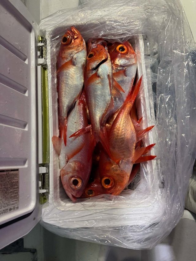 キンメ(キンメダイ)