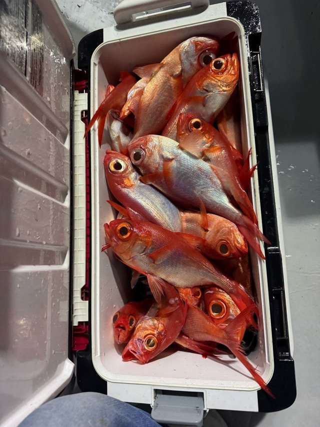 キンメ(キンメダイ)