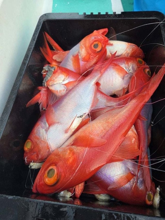 キンメ(キンメダイ)