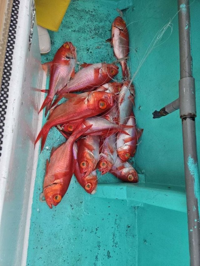 キンメ(キンメダイ)