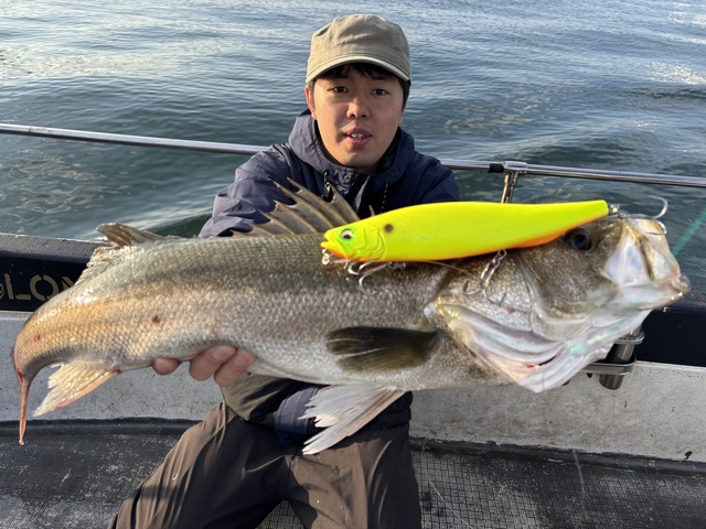 シーバス(スズキ)