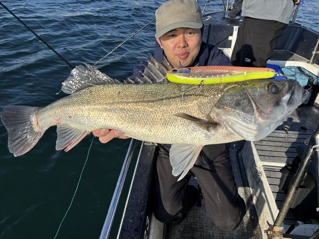 シーバス(スズキ)