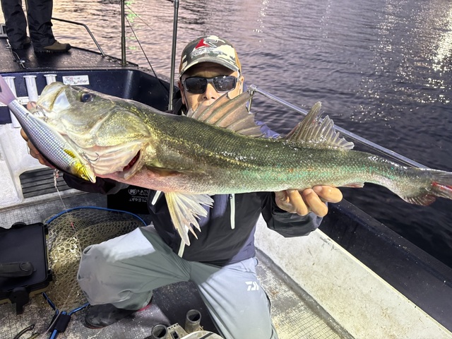 シーバス(スズキ)