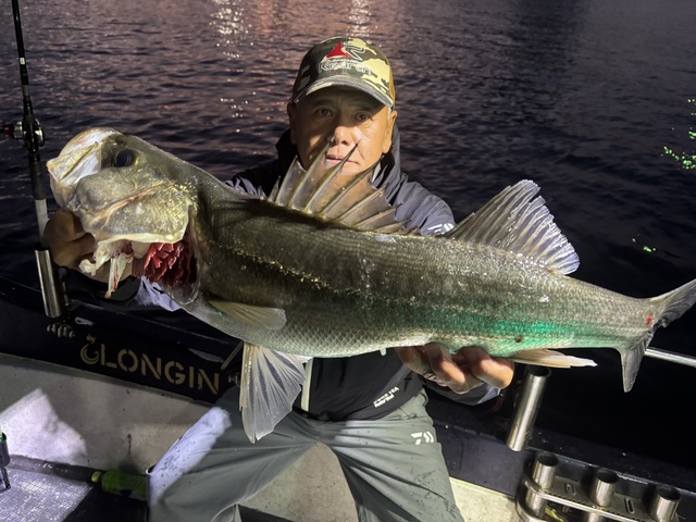 シーバス(スズキ)