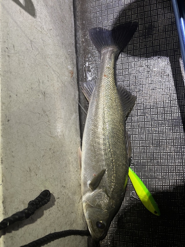 シーバス(スズキ)