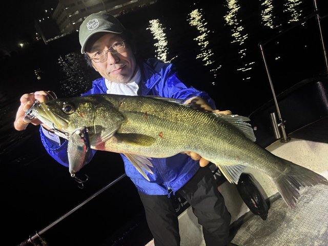 シーバス(スズキ)