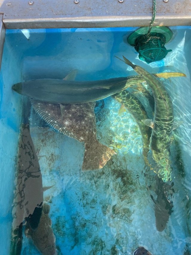 ハマチ(ブリ)・イネゴチ・ヒラメ