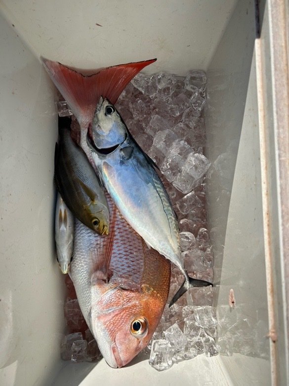 マダイ・イサキ・ヒラソーダガツオ(ヒラソウダ)