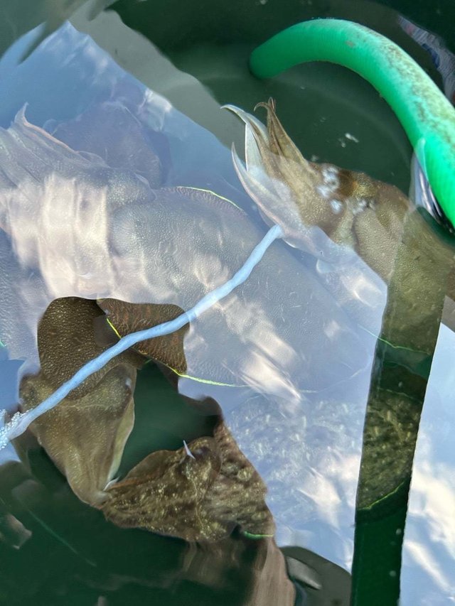 モンゴウイカ(カミナリイカ)