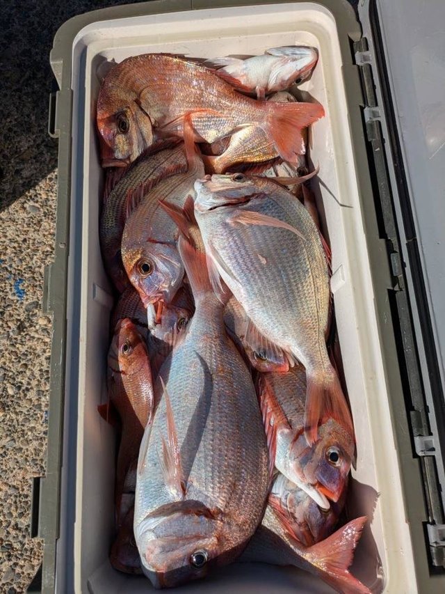 ハナダイ(チダイ)