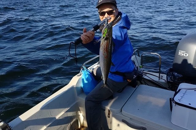 サゴシ(サワラ)