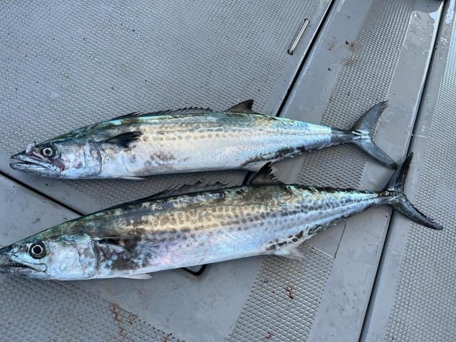 サゴシ(サワラ)