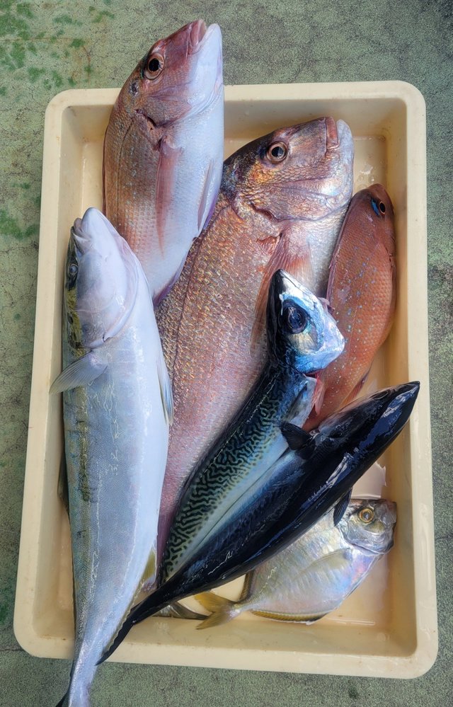 マダイ・アジ(マアジ)・カイワリ・イナダ(ブリ)・キントキ(チカメキントキ)・ヒラソウダ・サバ(ゴマサバ)