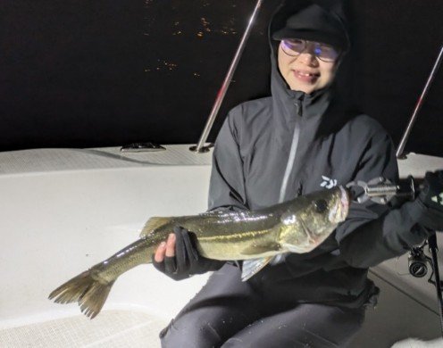 シーバス(スズキ)