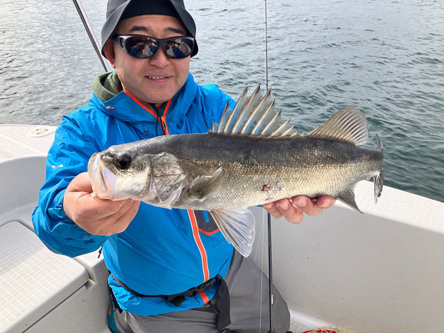 シーバス(スズキ)