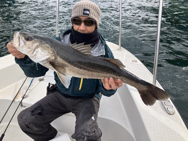 シーバス(スズキ)