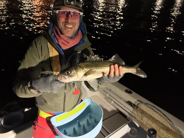 シーバス(スズキ)