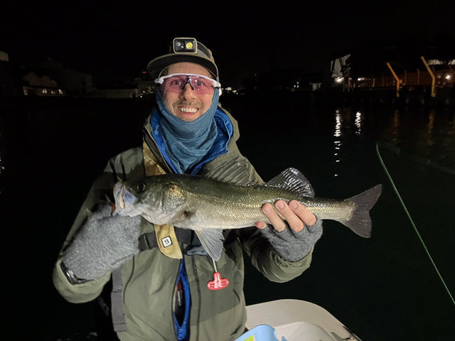 シーバス(スズキ)