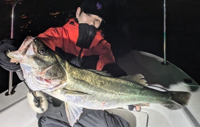 シーバス(スズキ)