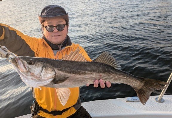 シーバス(スズキ)