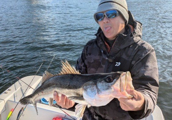 シーバス(スズキ)