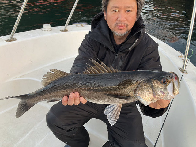 シーバス(スズキ)