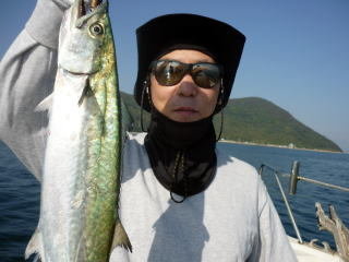 サゴシ(サワラ)