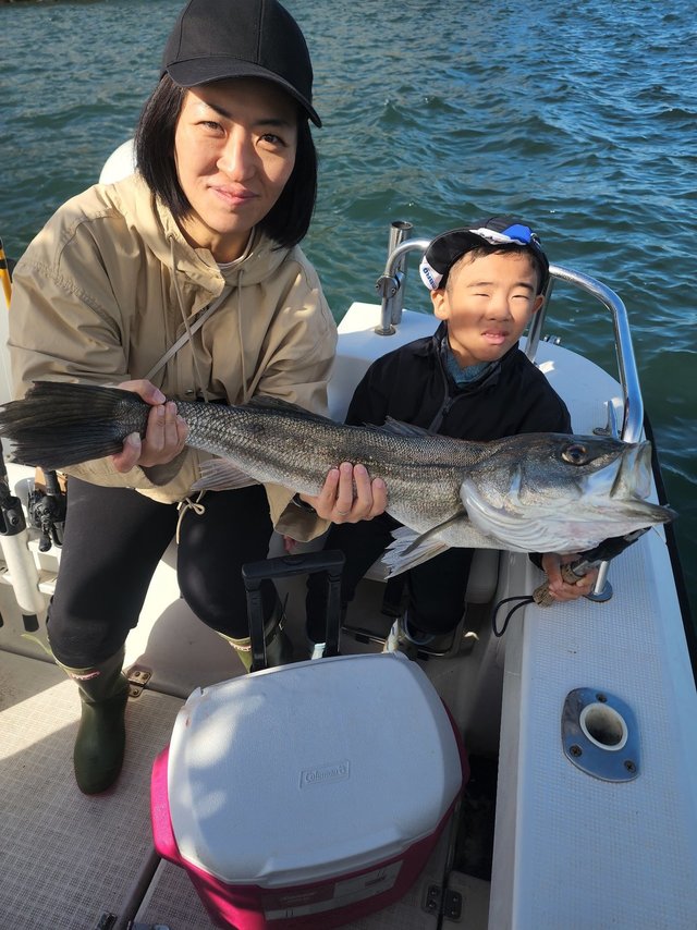 シーバス(スズキ)