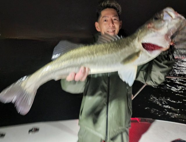 シーバス(スズキ)