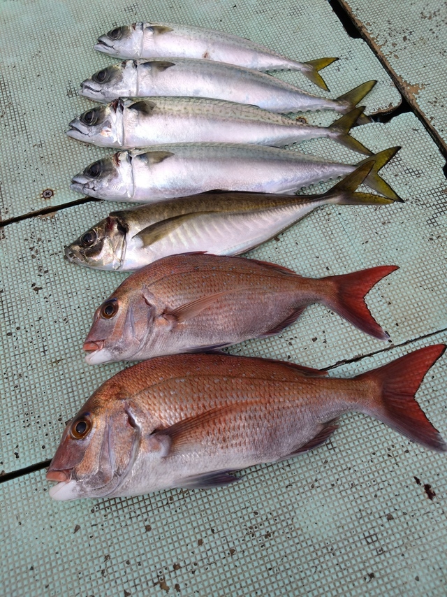 タイ(マダイ)・アジ(マアジ)・サバ(マサバ)