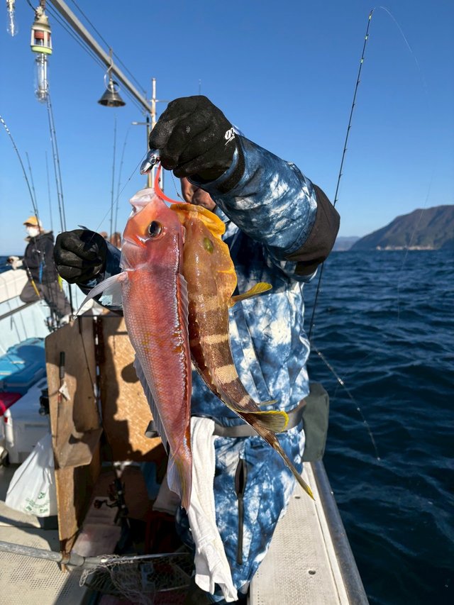 アオハタ・アマダイ(アカアマダイ)