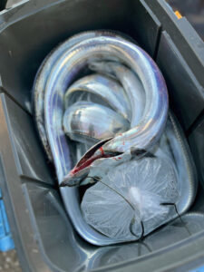 タチ(タチウオ)