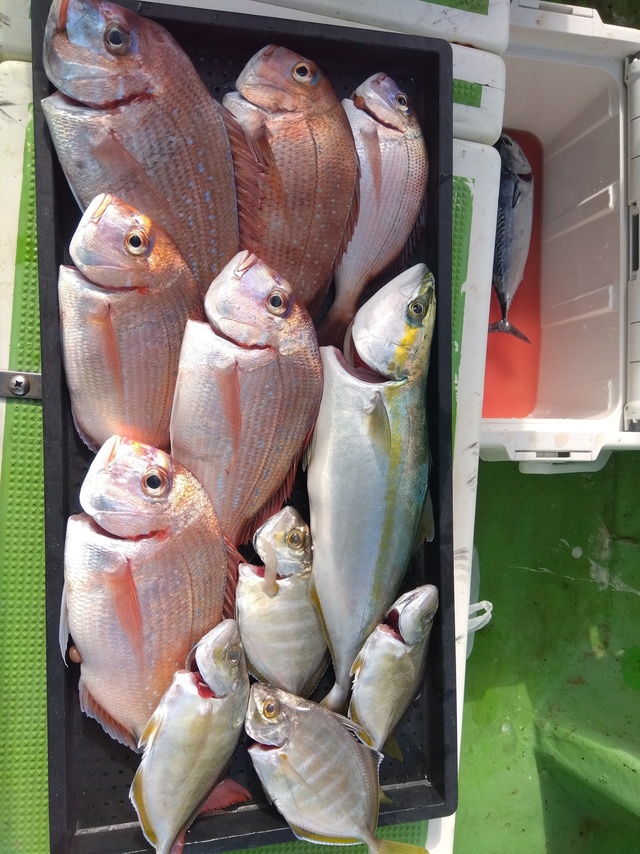 ハナダイ(チダイ)・イナダ(ブリ)