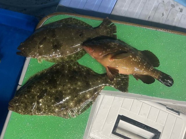 キジハタ・ヒラメ