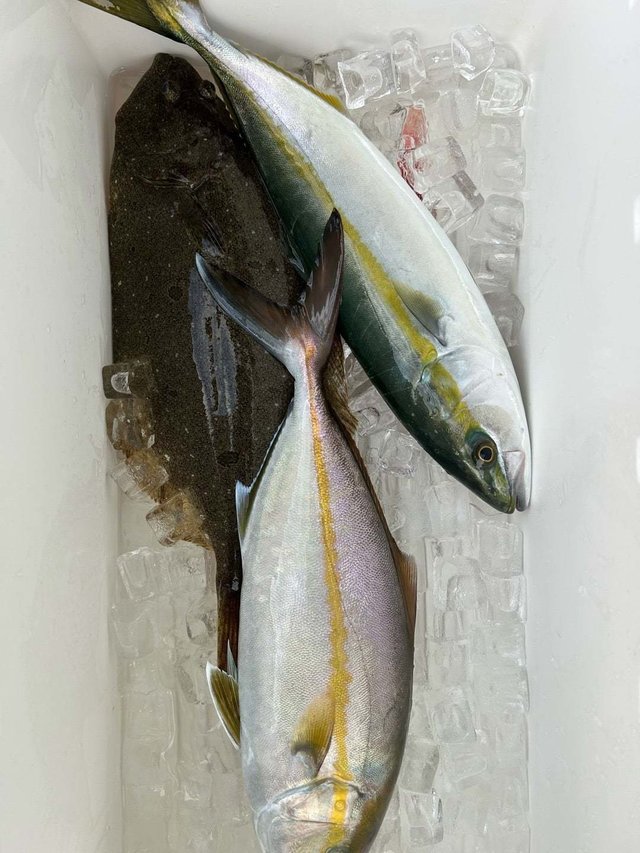 ハマチ(ブリ)・シオ(カンパチ)・ヒラメ